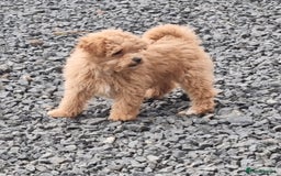 Poochon dogs for sale: Young Retired Poochon Seeking Her Forever Home  - Advert 6