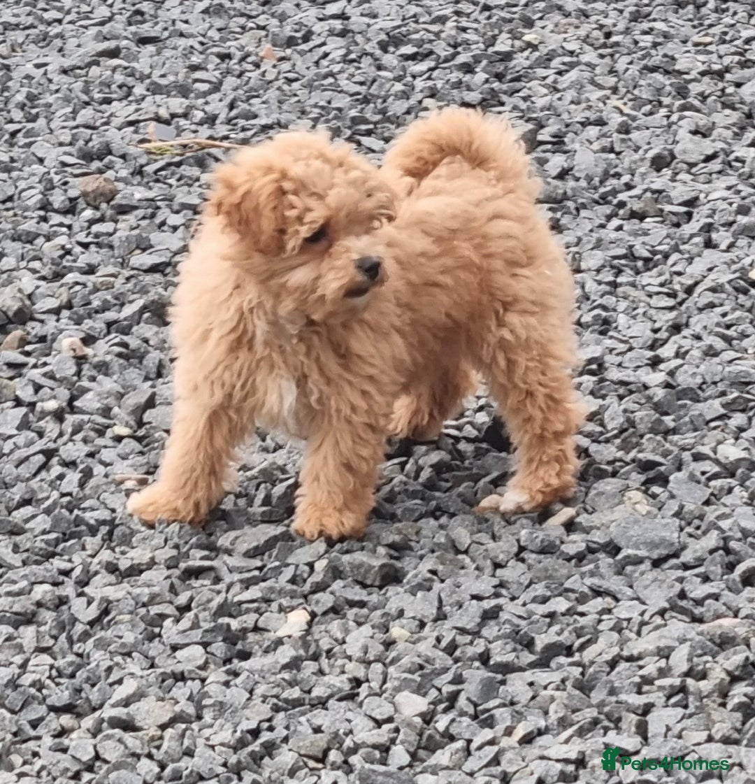 Poochon dogs for sale: Young Retired Poochon Seeking Her Forever Home  - Advert 6