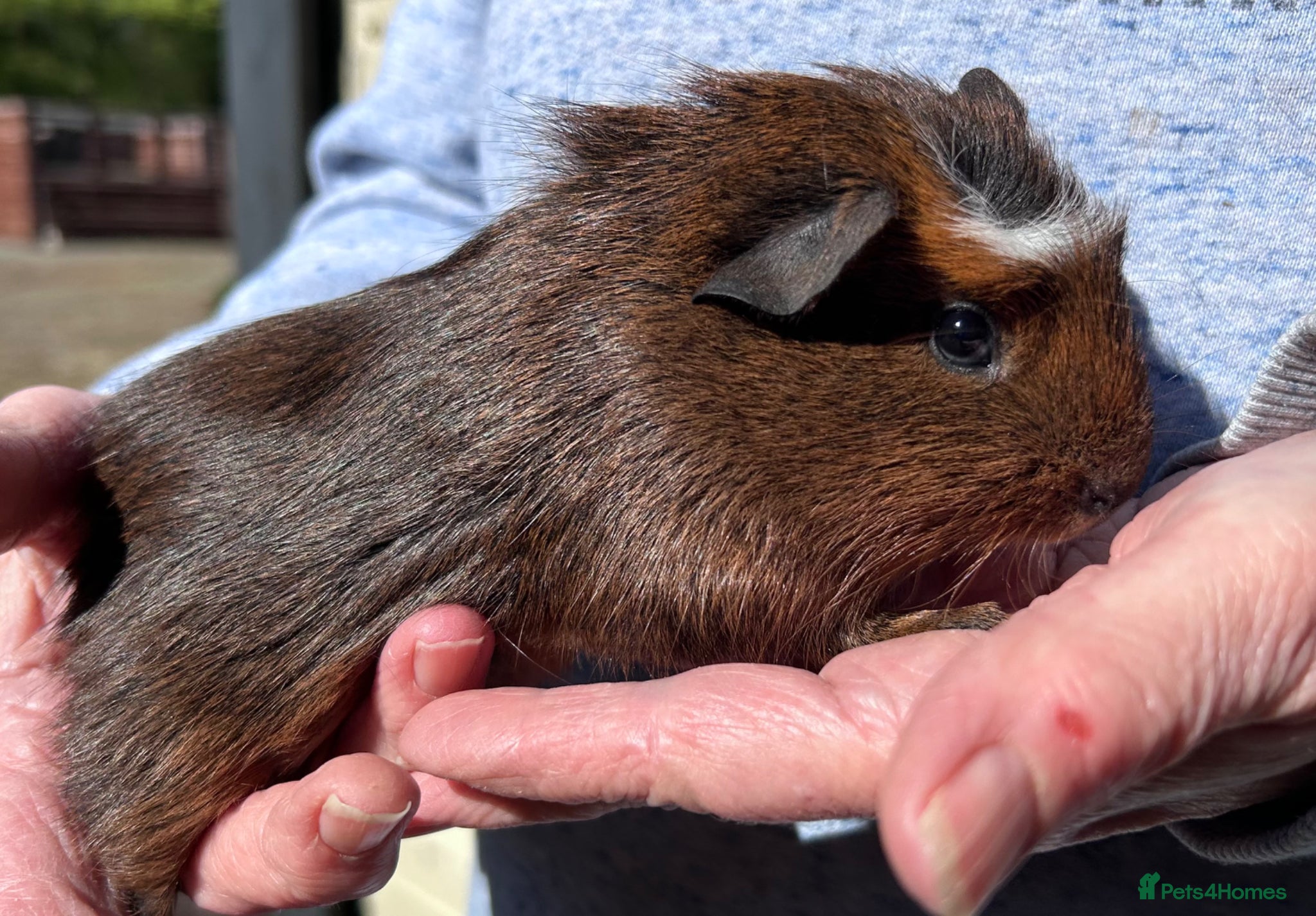 Guinea Pig rodents Girl guinea pigs for sale  - Advert 7