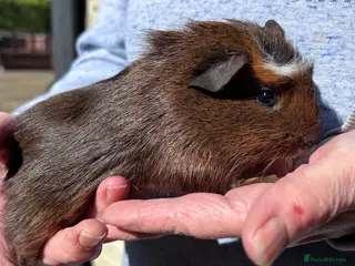 Guinea Pig rodents Girl guinea pigs for sale - Advert 7