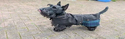 Scottish Terrier dogs for sale: Scottish terrier puppies  - Advert 8