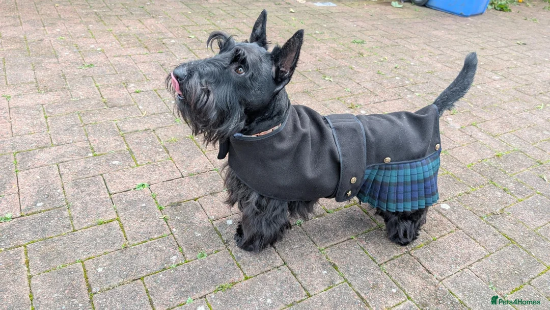 Scottish Terrier dogs for sale: Scottish terrier puppies  - Advert 8