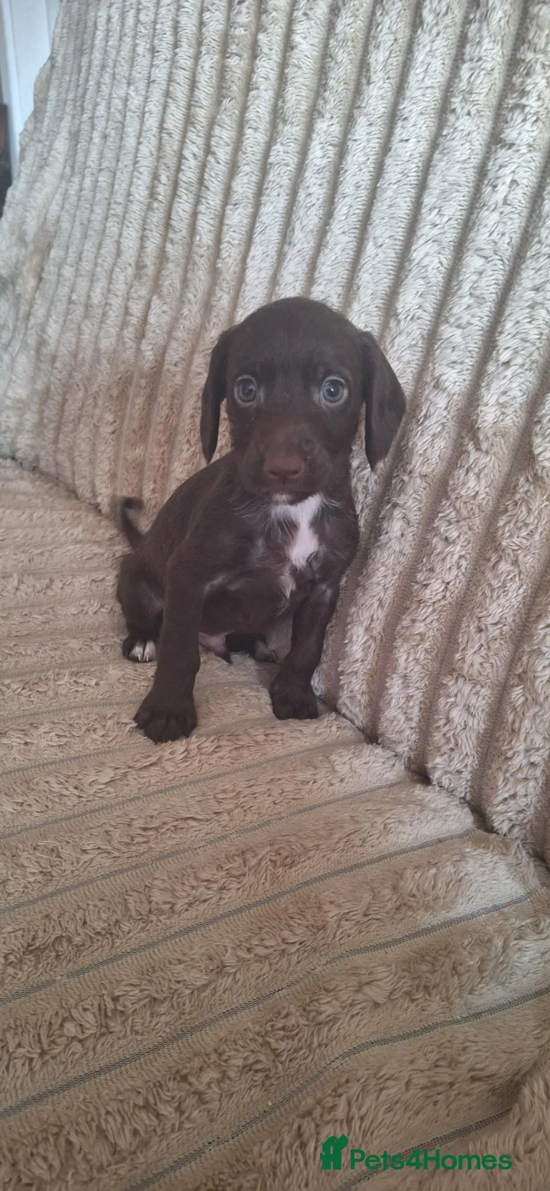 Mixed Breed dogs for sale: Cockerpoo - Advert 2