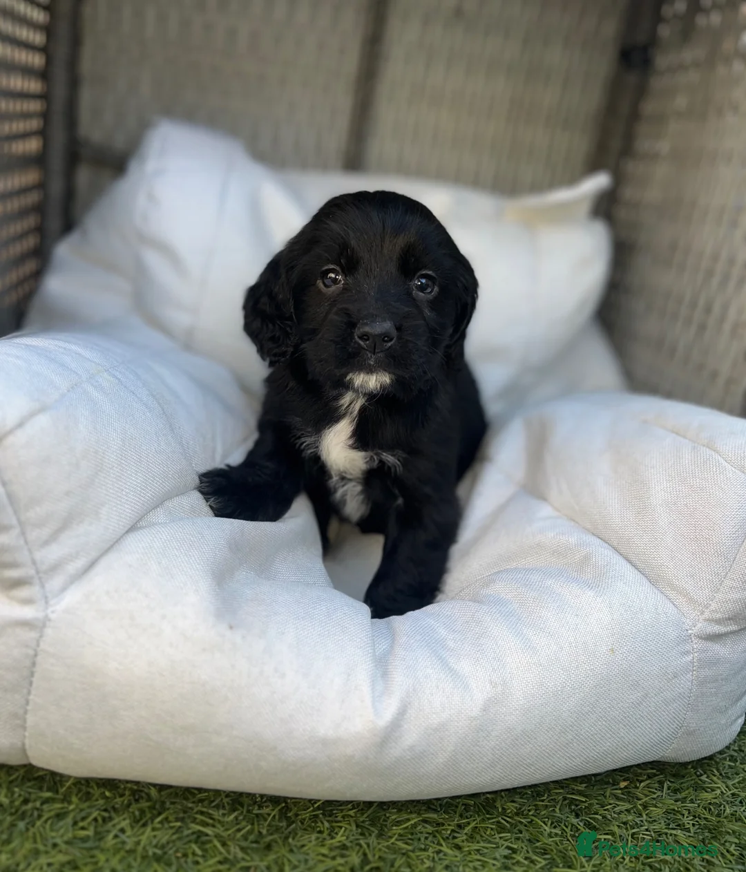 Cocker Spaniel dogs for sale: Beautiful cocker spaniel  - Advert 8