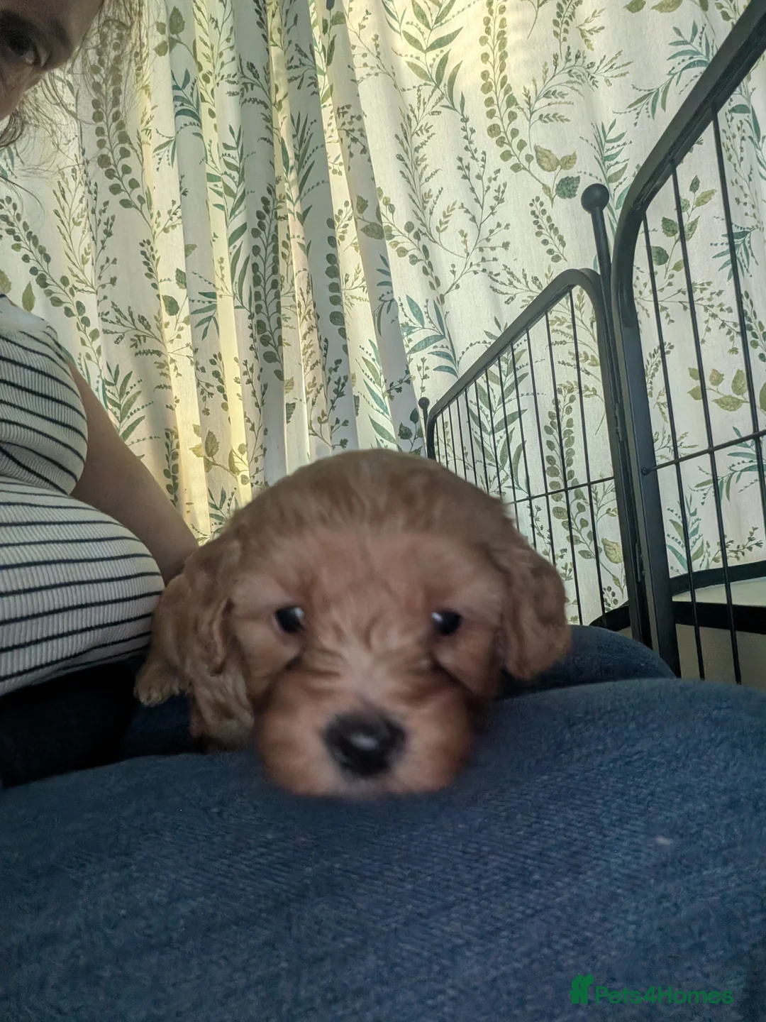 Mixed Breed dogs for sale: 4 cavapoo x maltipoo pups - Advert 2