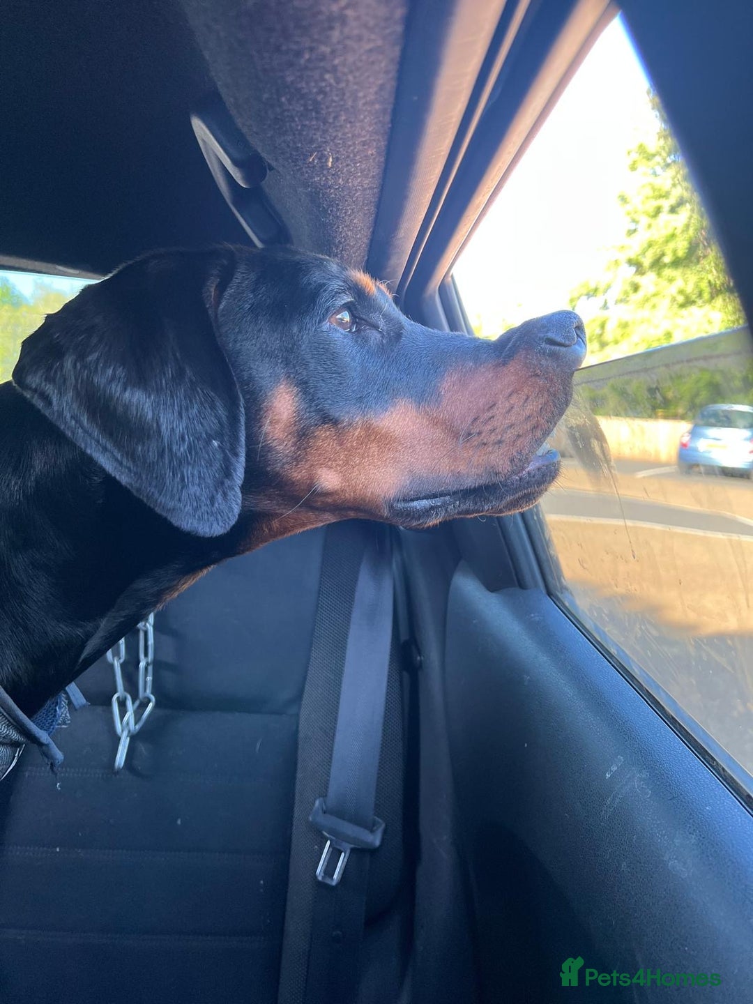 Dobermann dogs for sale:  European Doberman puppies. in Torquay - Image 40