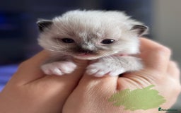 Ragdoll cats for sale: Absolutely stunning Ragdoll kittens for sale - Image 12
