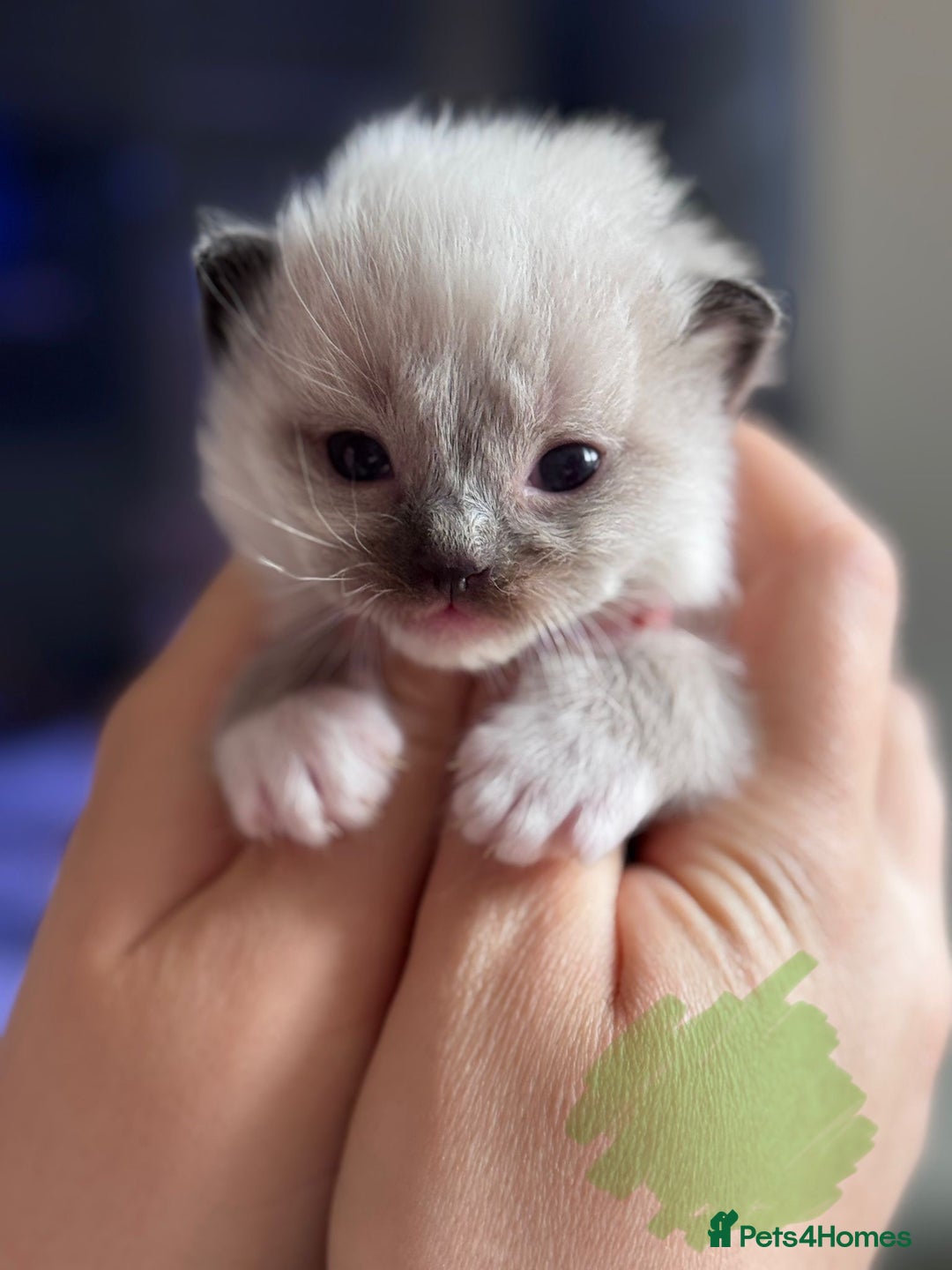 Ragdoll cats for sale: Absolutely stunning Ragdoll kittens for sale - Image 12