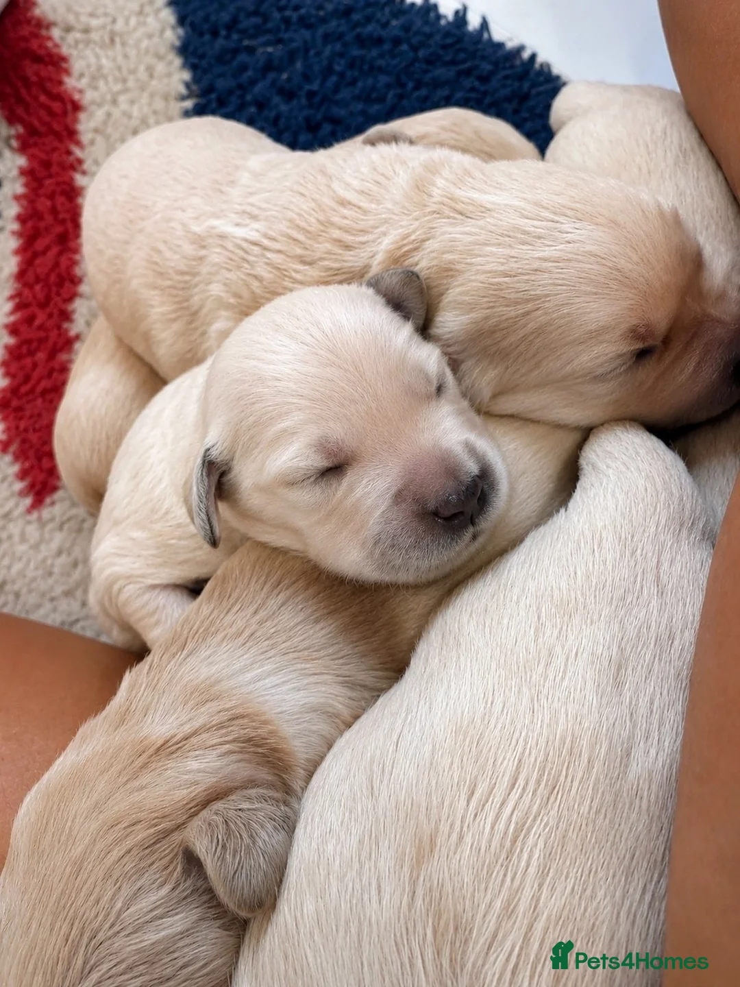 Golden Retriever dogs for sale: Available from Setember Golden Retrievers  - Advert 2