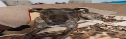 Lurcher dogs for sale: Mr Lewis Tidd - Advert 6