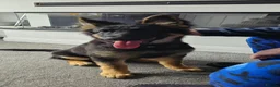 German Shepherd dogs for sale: German shepherd 4months old in Seaham - Advert 3