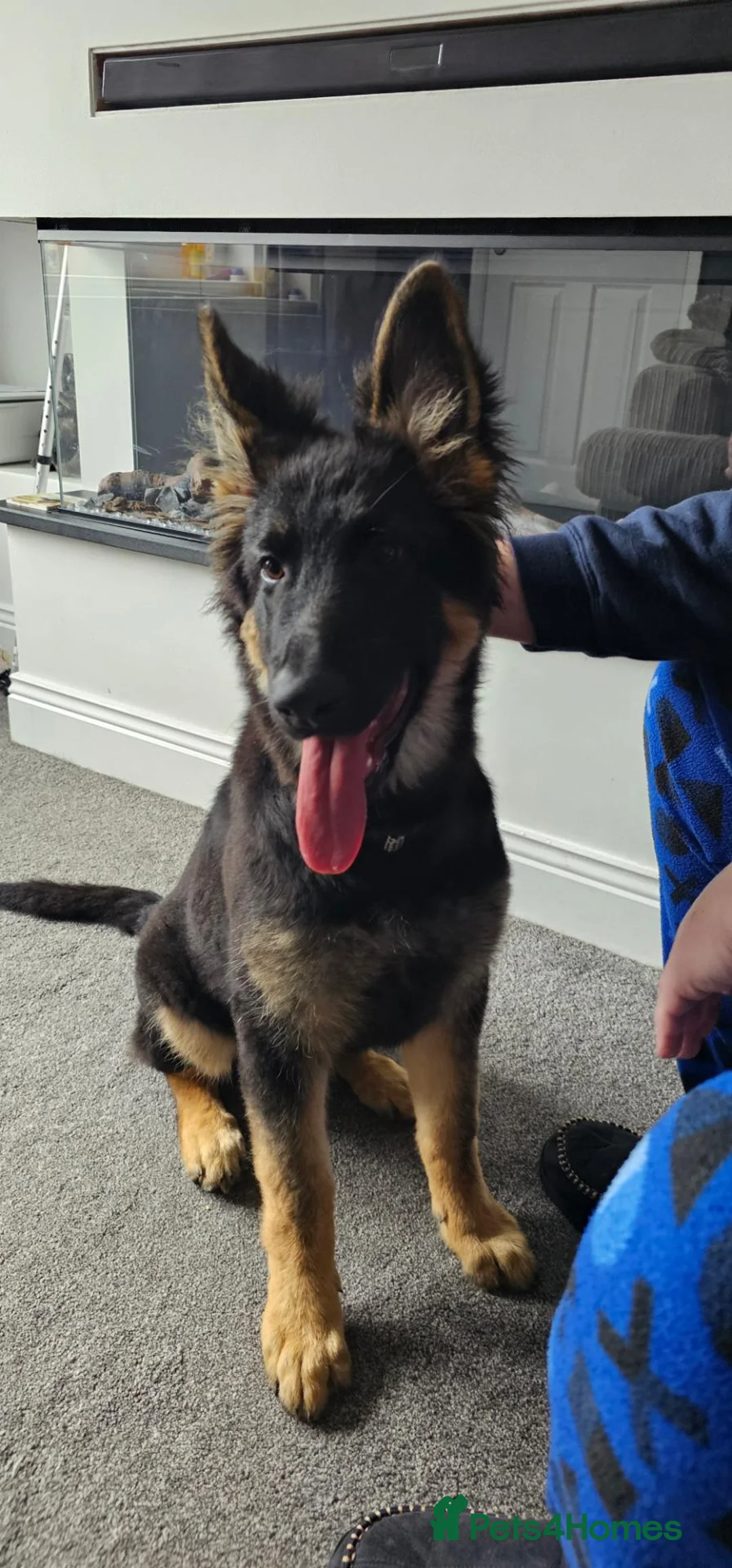 German Shepherd dogs for sale: German shepherd 4months old in Seaham - Advert 3