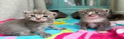 Ragdoll cats for sale: Ragdoll mix kittens  - Advert 8