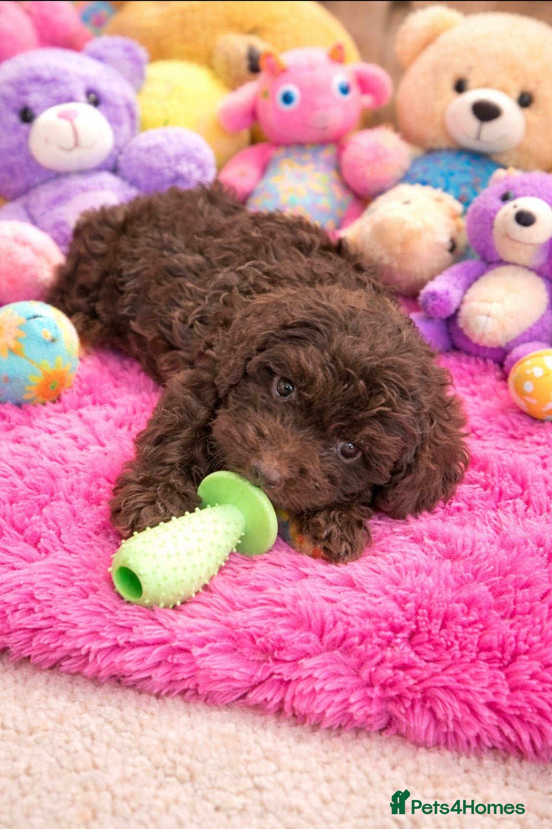 Cockapoo dogs for sale: Cockapoo puppies - Advert 1