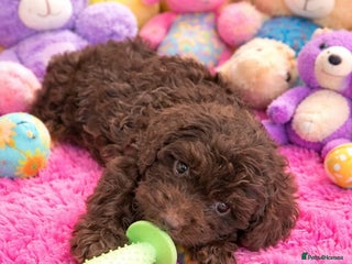 Cockapoo dogs Cockapoo puppies - Advert 18