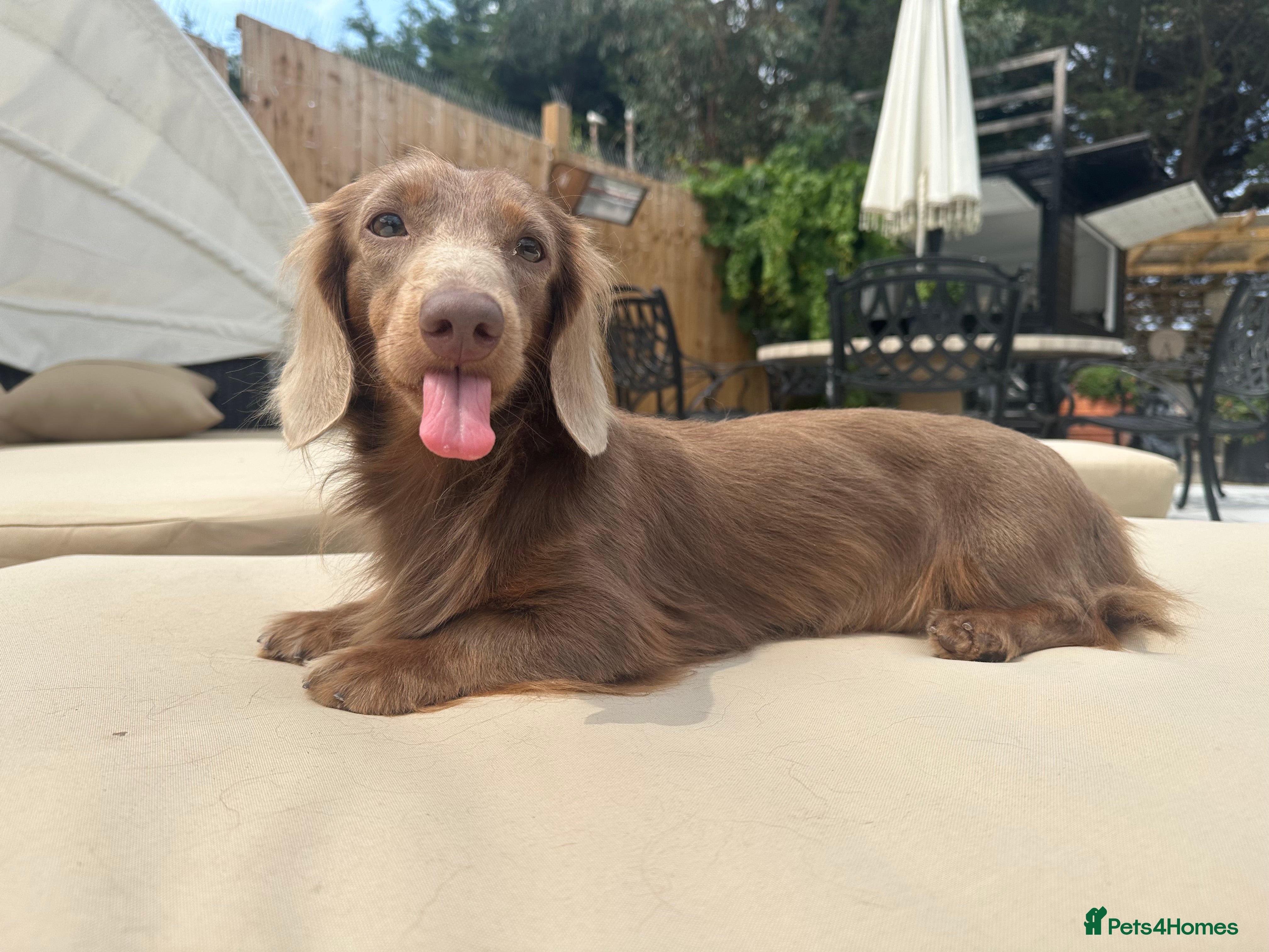 Miniature Dachshund dogs 👑✨💜PRIZE PRINCE OZZY💜✨👑 ISABELLA MINI ✨ - Advert 4