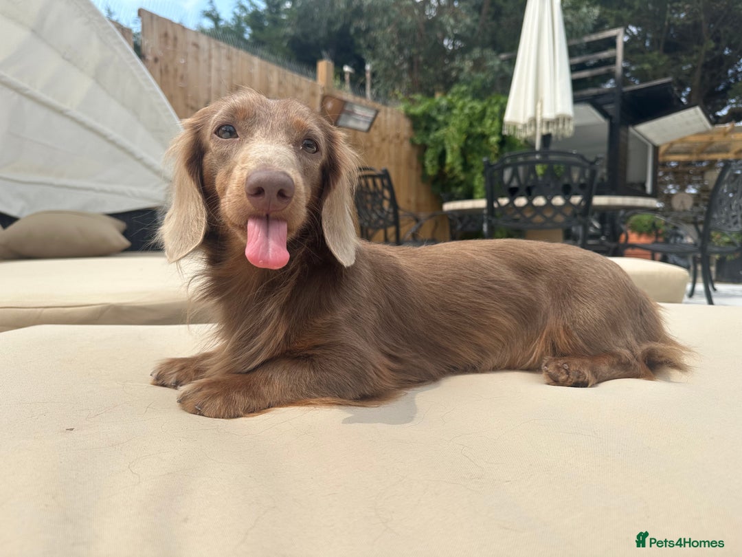 Miniature Dachshund dogs for stud: 👑✨💜PRIZE PRINCE OZZY💜✨👑 ISABELLA MINI ✨ - Image 1