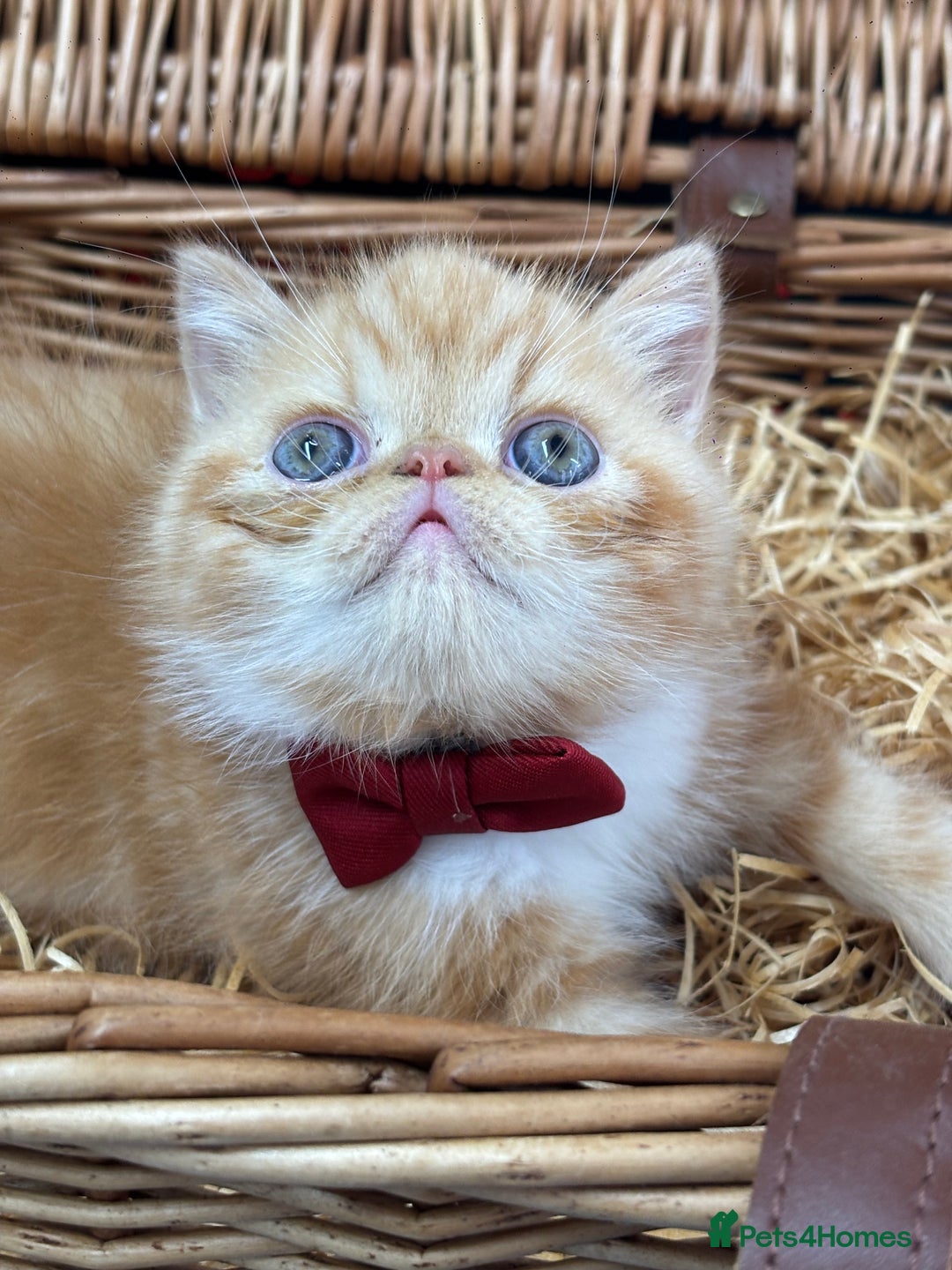 Exotic cats for sale: Beautiful red tiger stripe male stunning blue eyes - Image 5