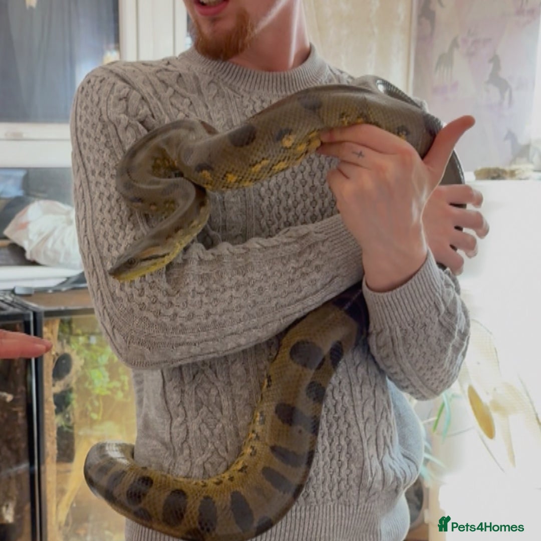 Snake reptiles for sale: Anaconda  - Image 1