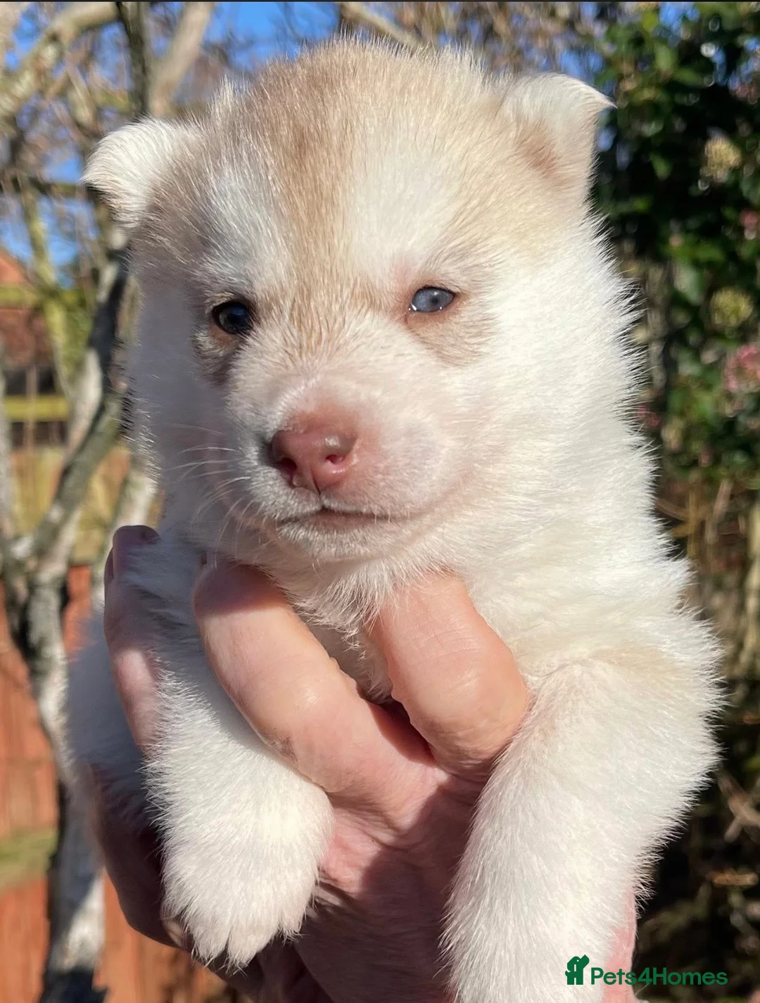Siberian Husky dogs for sale: KC REGISTERED STUNNING CHUNKY PUPS - Advert 4