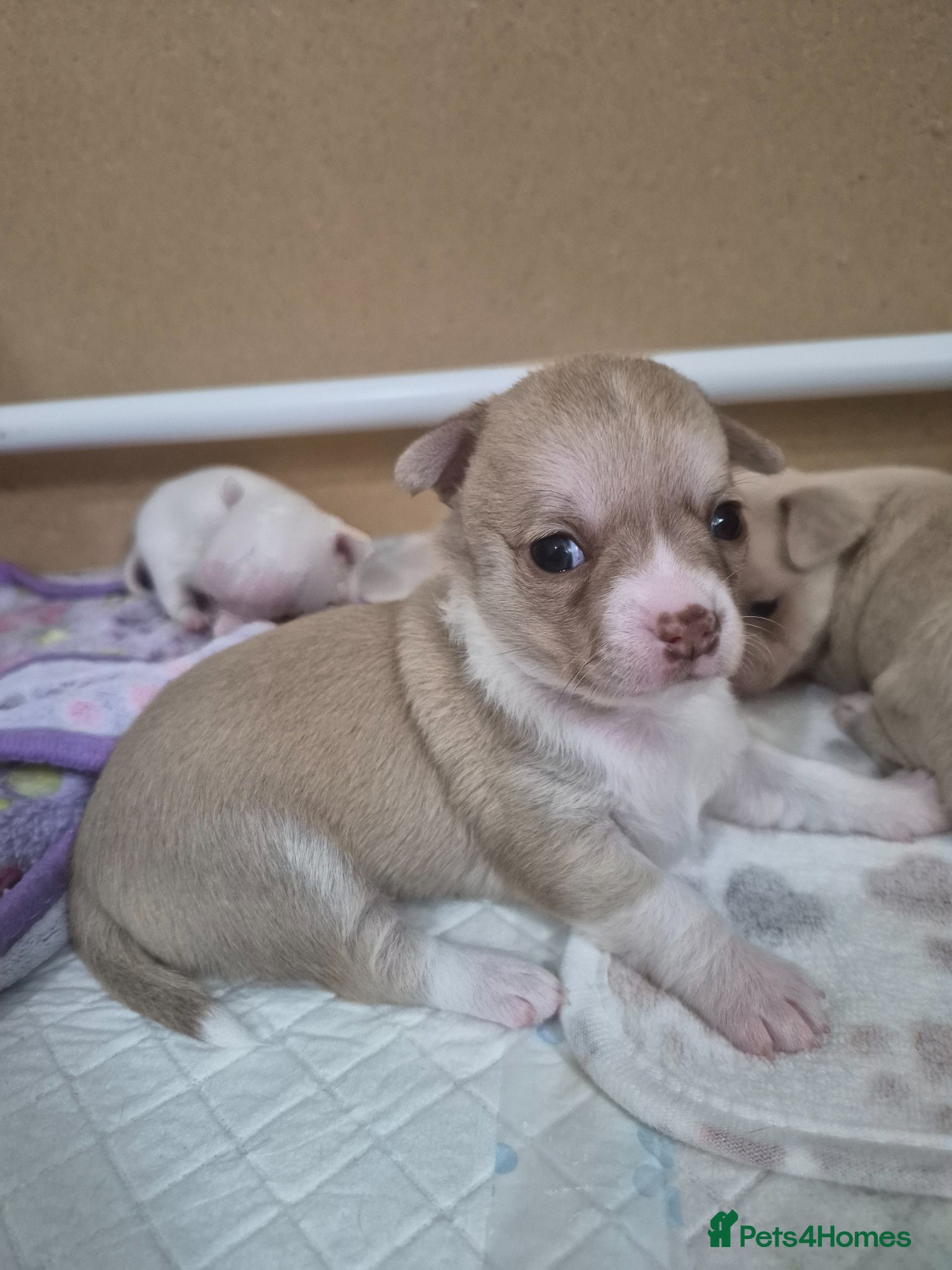 Chihuahua dogs Female chihuahua - Advert 1