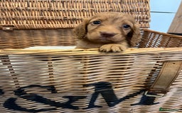 Cocker Spaniel dogs for sale: Beautiful healthy (vet checked) Cocker spaniels  - Image 5