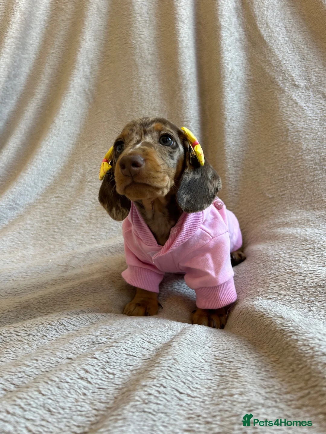 Miniature Dachshund dogs for sale:  KC Registered Miniature Dachshund Puppies - Advert 2