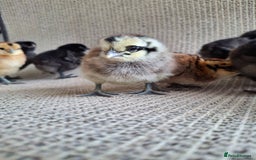 Chickens poultry for sale: Cream Legbar x Ayam Cemani Mixed Sex Chicks  - Image 2