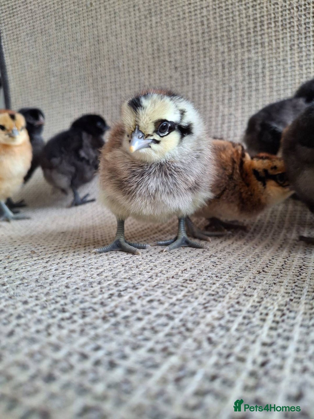 Chickens poultry for sale: Cream Legbar x Ayam Cemani Mixed Sex Chicks  - Image 2