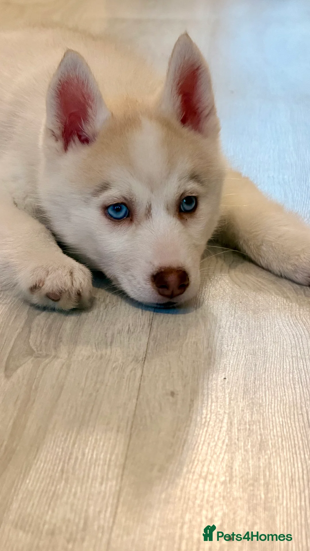 Siberian Husky dogs for sale: Siberian Husky puppy - 3 months old - Advert 7
