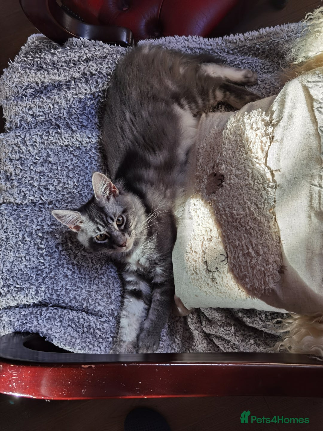 Maine Coon cats for sale: Three beautiful Maine Coon kittens - Advert 11