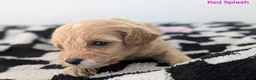 Cavapoochon dogs for sale: PRA Clear genetically DNA Tested Cavapoochons in Towcester - Advert 22