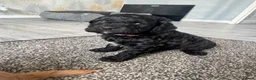 Cockapoo dogs for sale: Cockapoo puppies - Advert 26
