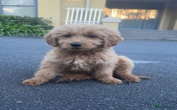 Goldendoodle dogs for sale: Goldendoodle puppy Rehoming - Image 2