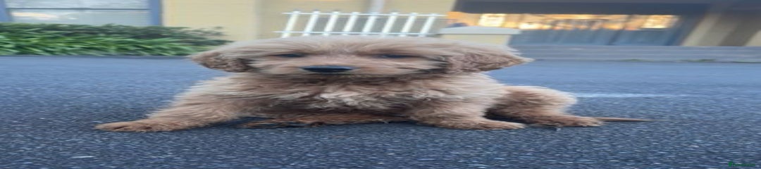 Goldendoodle Puppy 2