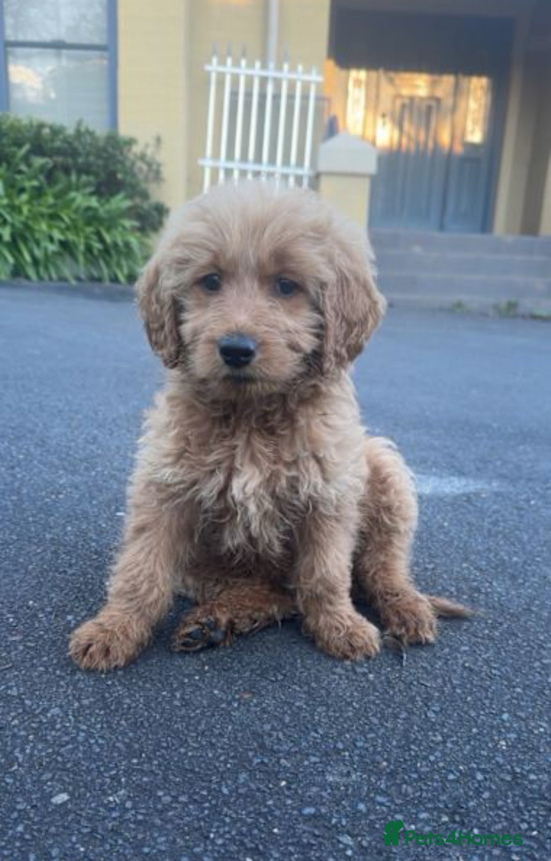 Goldendoodle dogs for sale: Goldendoodle puppy Rehoming - Image 2