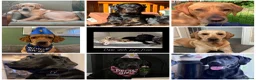 Goldador dogs for sale: GOLDADORABLES 💕 - Advert 13