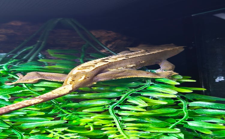 Gecko reptiles - Advert 2