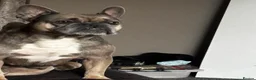 French Bulldog dogs for sale: Rehome- French bulldogs mum and daughter  - Advert 11