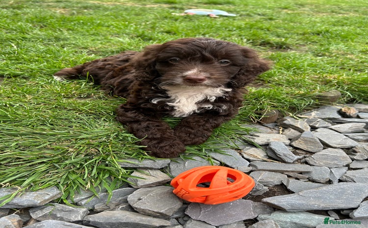 Cockapoo dogs - Advert 12