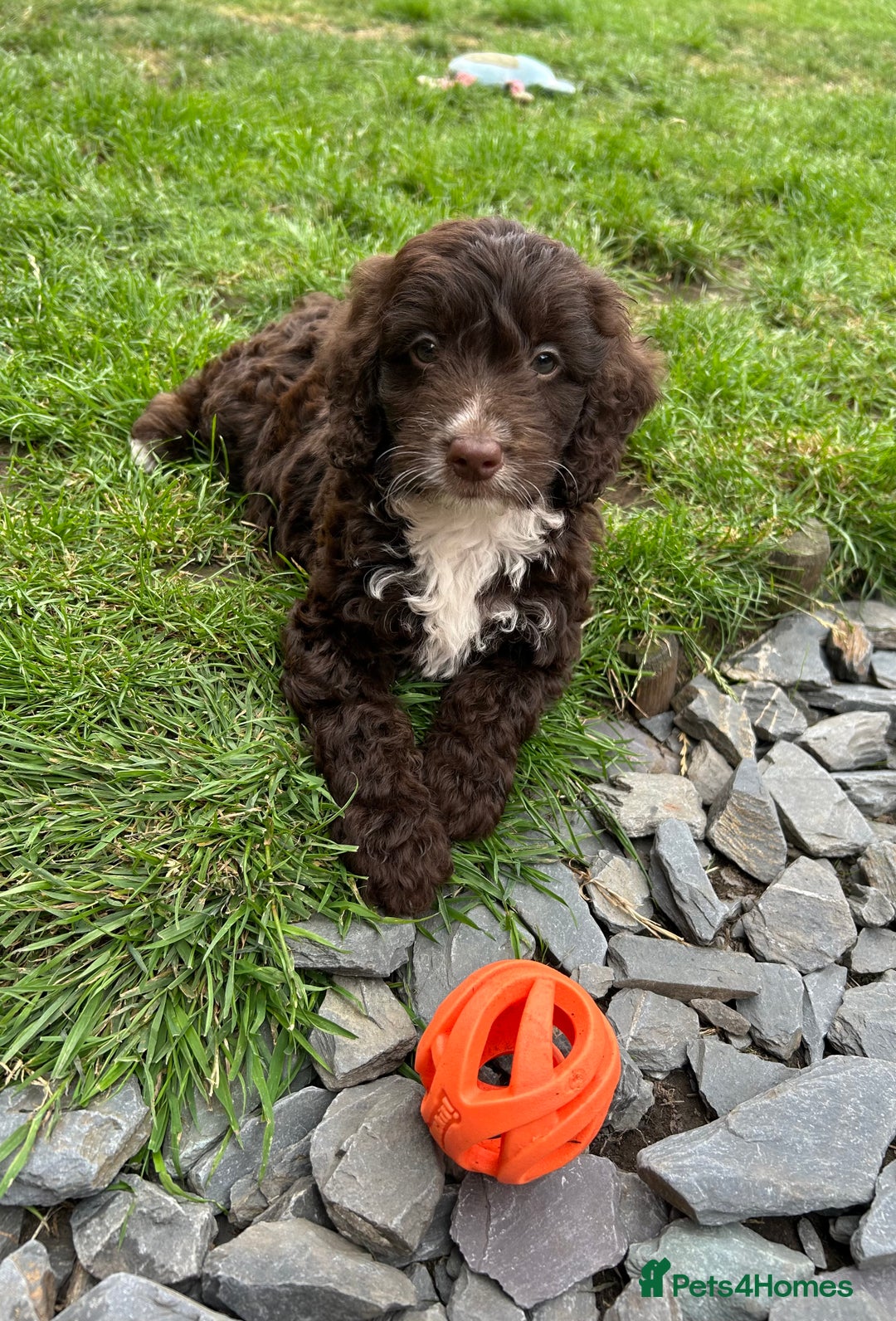 Cockapoo dogs for sale: Vet checked stunning Chocolate Cockapoo boy ready  - Image 1