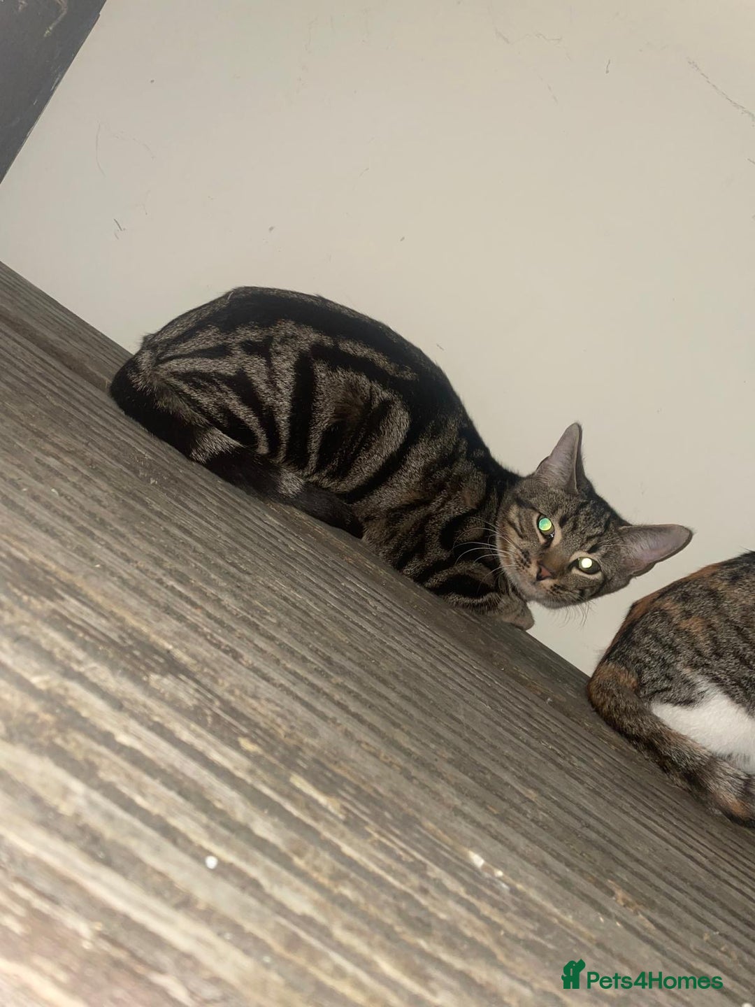 Mixed Breed cats for sale: 2 Boy kittens 6month old - Advert 2