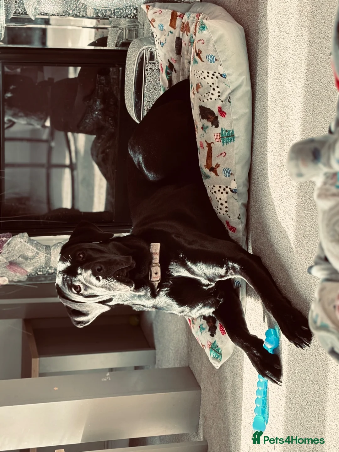 Mixed Breed dogs for sale: Cane corso X Labrador female - Advert 1