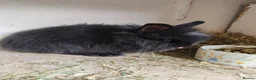 Lionhead rabbits for sale: Double maned lion head baby rabbits - Advert 9