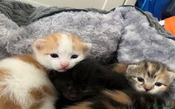 Mixed Breed cats for sale: 3 mixed breed kittens available - Image 17