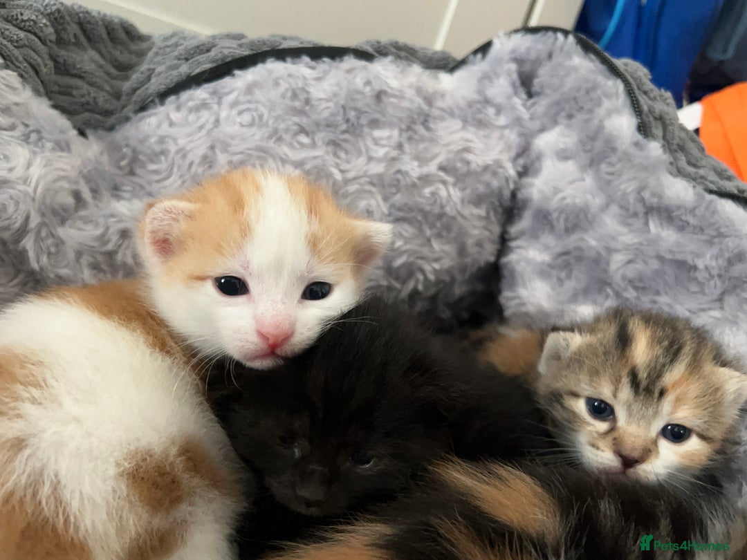 Mixed Breed cats for sale: 3 mixed breed kittens available - Image 17