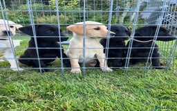 Labrador Retriever dogs for sale: Stunning pedigree labradors - Image 1