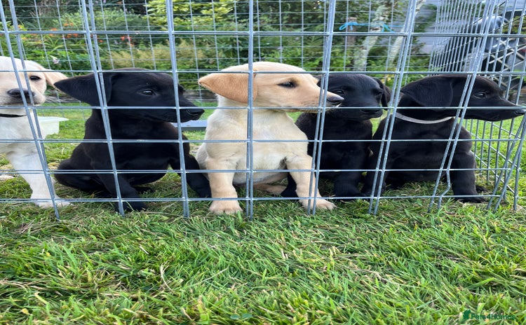 Labrador Retriever dogs - Advert 1