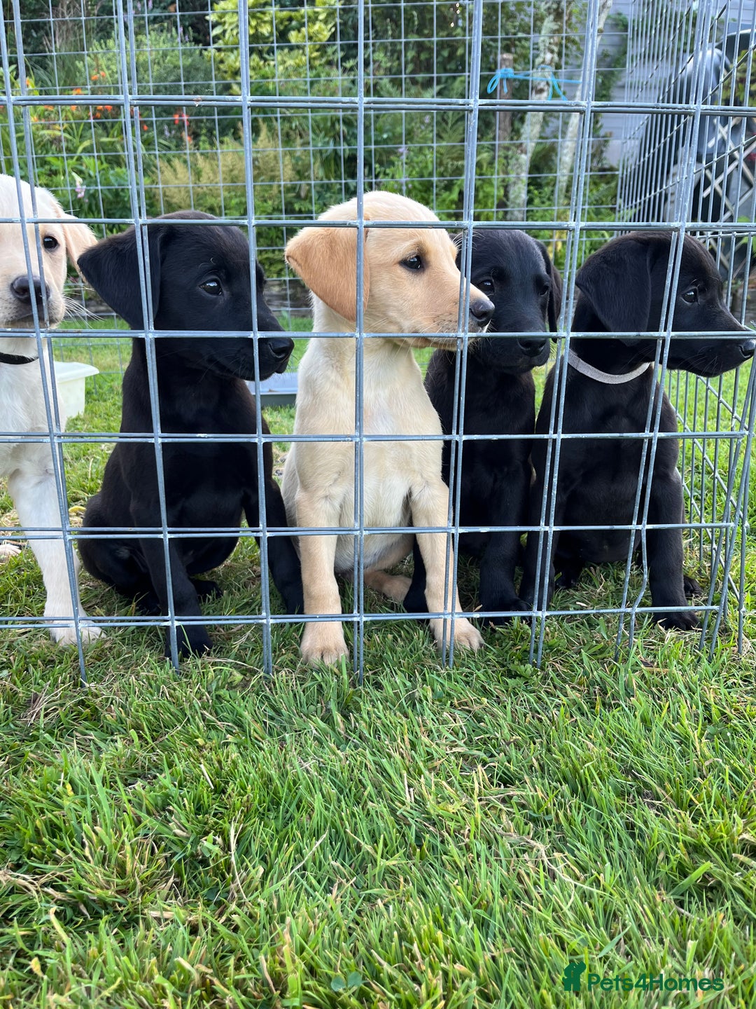 Labrador Retriever dogs for sale: Stunning pedigree labradors - Image 1