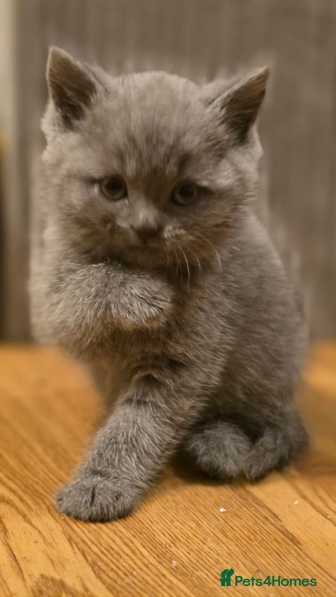 British Shorthair cats Beautiful Blue British Shorthair Kittens (Pets) - Advert 3